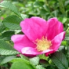 Японская роза (Hamanasu)