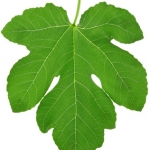 Листья инжира