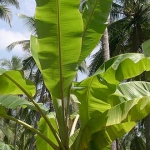 Лист банана