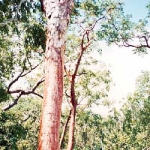 Махагони (Красное дерево)