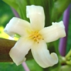 Цветок папайи
