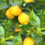 Дерево лимона