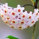 Hoya carnosa, wax plant