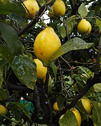 Лимон Сорренто